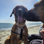 Malinois Mischling Turca, 12/2023, ca. 60 cm