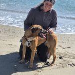 Malinois Mischling Turca, 12/2023, ca. 60 cm