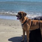 Malinois Mischling Turca, 12/2023, ca. 60 cm