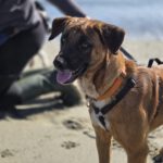 Malinois Mischling Turca, 12/2023, ca. 60 cm