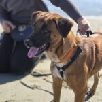 Malinois Mischling Turca, 12/2023, ca. 60 cm