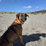 Malinois Mischling Turca, 12/2023, ca. 60 cm