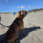 Malinois Mischling Turca, 12/2023, ca. 60 cm