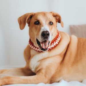 Doggen Mischling Ulises, 06/2020, ca. 75 cm, 57223 Kreuztal