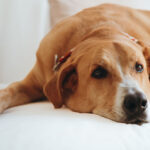 Doggen Mischling Ulises, 06/2020, ca. 75 cm, 57223 Kreuztal