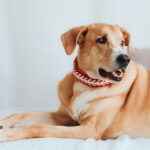 Doggen Mischling Ulises, 06/2020, ca. 75 cm, 57223 Kreuztal