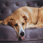 Doggen Mischling Ulises, 06/2020, ca. 75 cm, 57223 Kreuztal