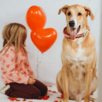 Doggen Mischling Ulises, 06/2020, ca. 75 cm, 57223 Kreuztal