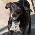 Mischling Valentina, 02/2018, ca. 45 cm