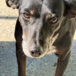 Mischling Valentina, 02/2018, ca. 45 cm