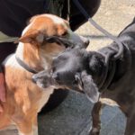 Mischling Valentina, 02/2018, ca. 45 cm