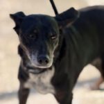 Mischling Valentina, 02/2018, ca. 45 cm