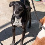 Mischling Valentina, 02/2018, ca. 45 cm