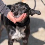 Mischling Valentina, 02/2018, ca. 45 cm