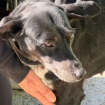 Mischling Valentina, 02/2018, ca. 45 cm