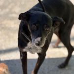 Mischling Valentina, 02/2018, ca. 45 cm