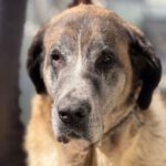 Mastin Mischling Valentina,01/2020, ca. 65 cm