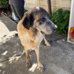 Mastin Mischling Valentina,01/2020, ca. 65 cm