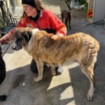 Mastin Mischling Valentina,01/2020, ca. 65 cm