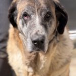 Mastin Mischling Valentina,01/2020, ca. 65 cm