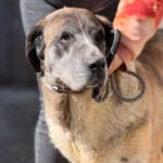 Mastin Mischling Valentina,01/2020, ca. 65 cm