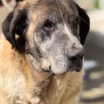 Mastin Mischling Valentina,01/2020, ca. 65 cm