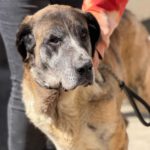 Mastin Mischling Valentina,01/2020, ca. 65 cm