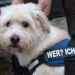 Terrier-Mischling Vincent, 01/2023, ca. 44 cm, 29690 Büchten