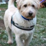 Terrier-Mischling Vincent, 01/2023, ca. 44 cm, 29690 Büchten