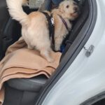 Terrier-Mischling Vincent, 01/2023, ca. 44 cm, 29690 Büchten