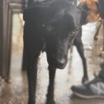 Podenco Virgil, 07/2024, ca. 60 cm