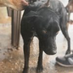 Podenco Virgil, 07/2024, ca. 60 cm