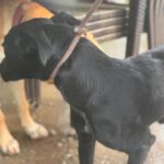 Podenco Virgil, 07/2024, ca. 60 cm