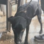 Podenco Virgil, 07/2024, ca. 60 cm