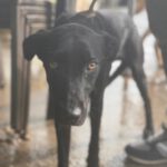 Podenco Virgil, 07/2024, ca. 60 cm