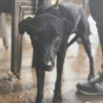 Podenco Virgil, 07/2024, ca. 60 cm