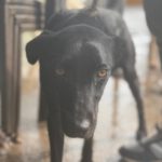 Podenco Virgil, 07/2024, ca. 60 cm