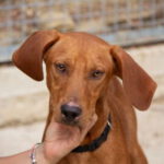 Vizsla-Mischling Vizslo, 10/2022, ca. 54 cm