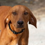 Vizsla-Mischling Vizslo, 10/2022, ca. 54 cm