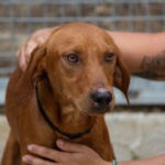 Vizsla-Mischling Vizslo, 10/2022, ca. 54 cm
