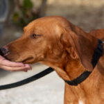 Vizsla-Mischling Vizslo, 10/2022, ca. 54 cm