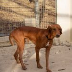 Vizsla-Mischling Vizslo, 10/2022, ca. 54 cm