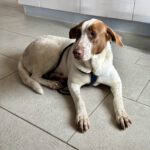 Mischling Wave, 12/2018, ca. 65 cm