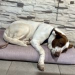 Mischling Wave, 12/2018, ca. 65 cm