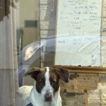 Mischling Wave, 12/2018, ca. 65 cm