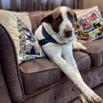 Mischling Wave, 12/2018, ca. 65 cm