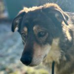 Mischling Wolfgang, 12/2021, ca. 55 cm, 21266 Jesteburg