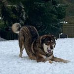 Mischling Wolfgang, 12/2021, ca. 55 cm, 21266 Jesteburg