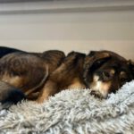 Mischling Wolfgang, 12/2021, ca. 55 cm, 21266 Jesteburg