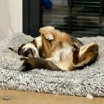 Mischling Wolfgang, 12/2021, ca. 55 cm, 21266 Jesteburg